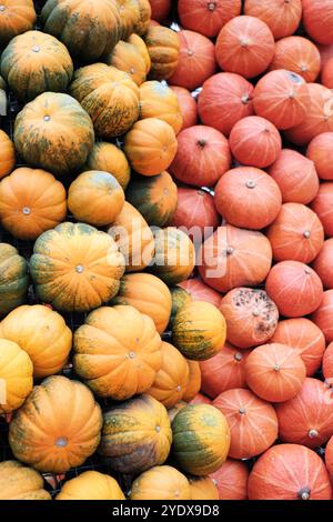 Eine lebhafte Auswahl an Kürbissen in verschiedenen Farbtönen erfüllt die Marktstände und zeigt das Wesen des Herbstes. Stockfoto