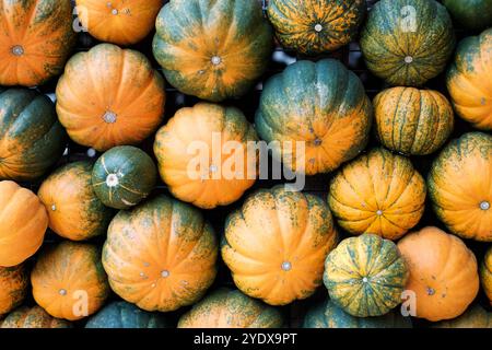 Ein atemberaubendes Angebot an Kürbissen in verschiedenen Orange- und Grüntönen füllt den Marktstand und zeigt das Wohlgefallen des Herbstes. Dieses lebhafte Arrangement Stockfoto