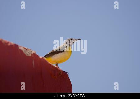 Männliche graue Bachstelze Motacilla cinerea canariensis. Nublo Rural Park. Tejeda. Gran Canaria. Kanarische Inseln. Spanien. Stockfoto