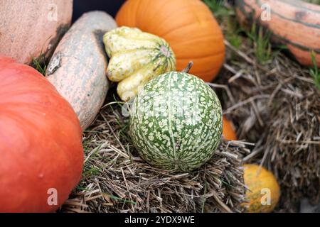 Bunte Kürbisse und einzigartige Kürbisse ruhen auf einem Heu und zeigen das Wesen des Herbstes in einer üppigen Erntekulisse. Die Mischung aus Texturen und c Stockfoto