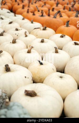 Ein lebhafter Bauernmarkt bietet eine Auswahl an Kürbissen, mit glatten weißen und leuchtend orangefarbenen Sorten, die wunderschön angeordnet sind und das Wesen von widerspiegeln Stockfoto