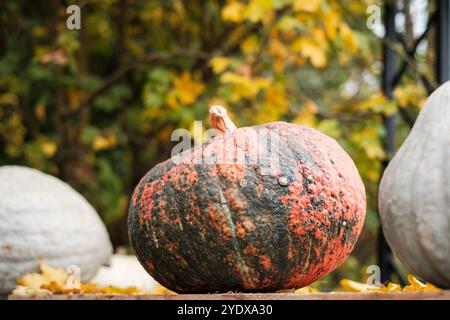 Ein markanter Kürbis zeigt satte Farben inmitten von gefallenen Blättern, umgeben von weichen, verschwommenen Herbsttönen. Das warme Sonnenlicht filtert durch die umliegenden Bäume Stockfoto