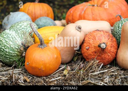 Eine Sammlung von pulsierenden Kürbissen und Kürbissen in verschiedenen Formen und Farben ist wunderschön auf einem Strohbett angeordnet und zeigt die reiche Ernte von Autom Stockfoto