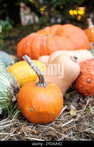 Eine Auswahl an Kürbissen und Kürbissen in verschiedenen Formen und Farben liegt auf einem Heu und zeigt die Schönheit der Herbstgüte in einem üppigen Garten. Stockfoto