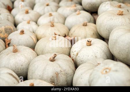 Auf einem gemütlichen Herbstmarkt ruhen blasse Kürbisse friedlich auf einem Bett aus gefallenen Blättern aus, präsentieren die saisonalen Früchte der Natur und laden ein, Ruhe und Ruhe zu genießen Stockfoto