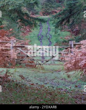 Im New Forest blickt man bergab auf ein geschlossenes 5-Bar-Tor mit einer Grasspur dahinter, die schlammige Radspuren zeigt, die den Zugang zum Fahrzeug anzeigen. Stockfoto