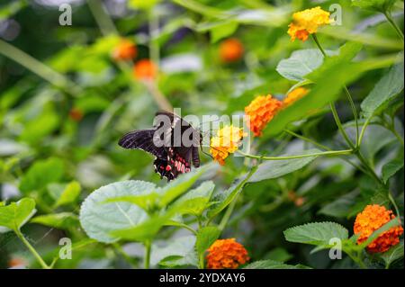 Rotfleckiger Schwalbenschwanzfalter (Papilio anchisiades) auf einer Blume Stockfoto