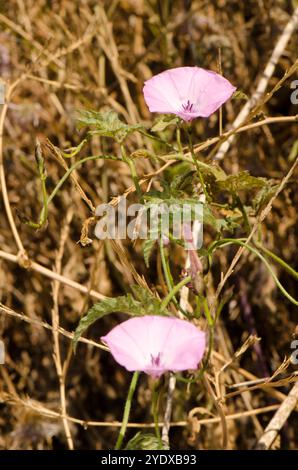 Blumen der Mile-a-minut-Rebe Ipomoea cairica. Gran Canaria. Kanarische Inseln. Spanien. Stockfoto