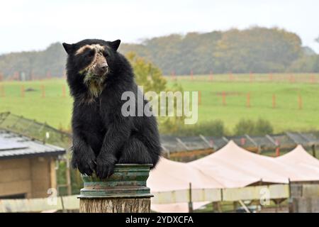 Bristol, Großbritannien. Oktober 2024. Die Welt bereitet sich auf die nächste Tranche von Paddington Bear in Peru vor. Noah's Ark Zoo Farm erkundet die vom Aussterben bedrohten Andenbären, den echten Paddington-wirklich wie Marmelade. Ihr berühmtes süßes Herz. Bildnachweis: Robert Timoney/Alamy Live News Stockfoto