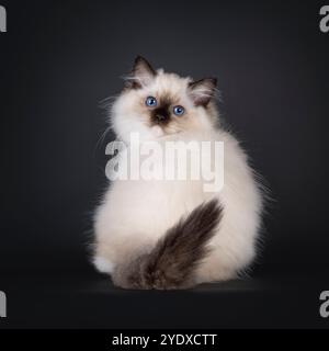 Seal hat Ragdoll-Katzenkätzchen geschickt, rückwärts sitzend. Blick über die Schulter in Richtung Kamera mit typisch blauen Augen der Rasse. Stockfoto