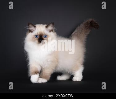 Seal hat ein Ragdoll-Katzenkätzchen, das auf die Kamera zuläuft. Blick direkt auf die Linse mit typisch blauen Augen der Rasse. Stockfoto