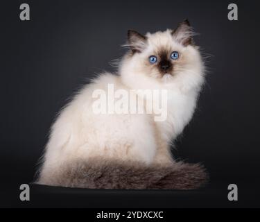 Seal hat ein Ragdoll-Katzenkätzchen, seitlich sitzend. Blick direkt auf die Linse mit typisch blauen Augen der Rasse. Stockfoto