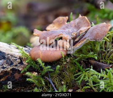 Blackfoot Polypore wächst auf einem gefallenen Birkenzweig, bedeckt mit Spinnweben und mit einer Spinne zwischen Moos und Zweigen auf feuchtem Waldgrund Stockfoto