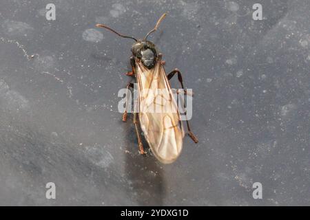 Messor Barbarus Ant Stockfoto