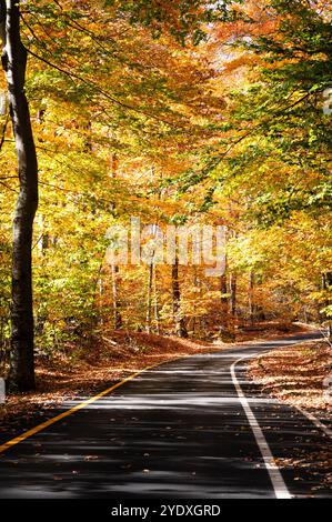 Eine Straße durch den Wald im Herbst Stockfoto