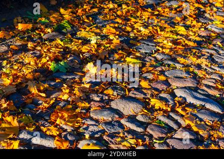 Kopfsteinpflasterstraße mit herabfallenden Herbstblättern. Bunte Herbstblätter über den Weg verstreut Stockfoto