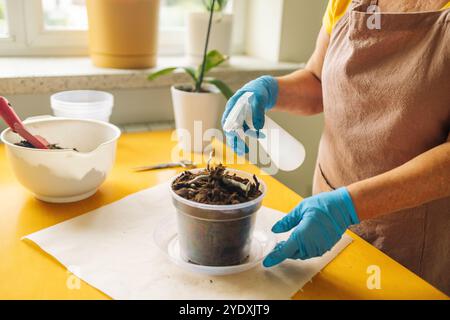 Die weiße Frau kümmert sich um Orchideenpflanzen, indem sie sie mit Wasser besprüht. Florist arbeitet und sprüht Wasserpflanzen. Sprüh-Haus-Pflanzen, Pflege Stockfoto