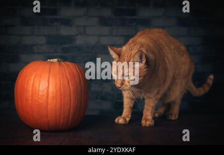 Süße Ingwerkatze, die neugierig auf einen Halloween-Kürbis aussieht. Stockfoto