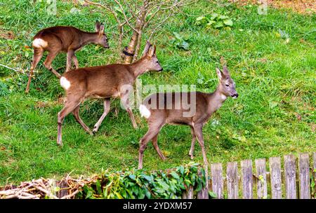 Dundee, Tayside, Schottland, Großbritannien. Oktober 2024. UK Wildlife: Bei Wanderungen durch die Wälder in Dundee, Schottland, gibt es weiße Rumpferhirsche. Quelle: Dundee Photographics/Alamy Live News Stockfoto