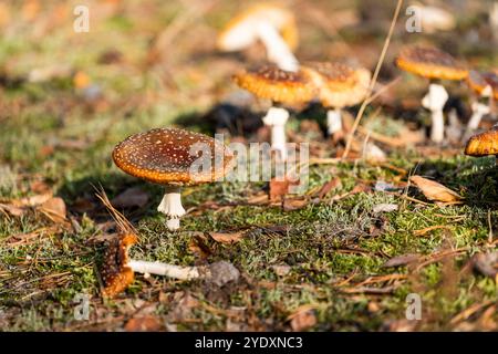 Ungenießbarer, giftiger Pilz im Herbst im Wald. Stockfoto