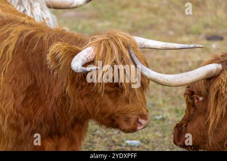 Kuh mit zotteligem dunkelbraunem Fell mit goldbrauner Mutterrasse schottische Highland-Rinder auf Weide Stockfoto