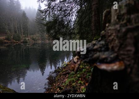 Pfanntalsteich Oberhof 27102024 - der Pfanntalsteich bei Oberhof in Thüringen ist ein historischer Teich im Thüringer Wald, der im 17. Jahrhundert zur Wasserversorgung des Bergbaus angelegt wurde. Heute dient er als idyllischer Erholungsort und ist von Wanderwegen umgeben, die Naturfreunden und Familien eine schoene Umgebung bieten. Im Sommer laden die umliegenden Waelder zum Wandern und Radfahren ein, waehrend der Teich im Winter eine romantische, schneebedeckte Atmosphaere bietet. Als geschuetztes Gebiet ist der Pfanntalsteich außerdem ein wertvoller Lebensraum für diverse Tier- und Pflanzen Stockfoto