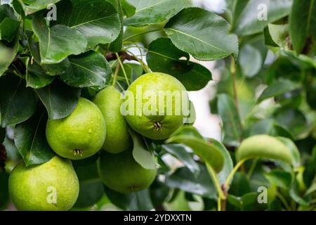 Birnen auf einem Ast im Garten. Birnen am Baum reifen Birnen in Regentropfen close-up auf einem Zweig. Hintergrund mit Birnen. Stockfoto