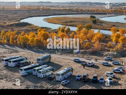 Ürümqi. Oktober 2024. Ein Luftbild der Drohne, das am 26. Oktober 2024 aufgenommen wurde, zeigt Busse und Fahrzeuge, die am malerischen Ort Huludao (Gourd Island) im Yuli County im Nordwesten Chinas in der autonomen Region Xinjiang Uygur parken. Die einzigartige Herbstlandschaft mit Wüste, Seen und der Wüstenpappel (Populus euphratica) an diesem malerischen Ort zieht viele Touristen an. Im Tarim River Basin in Xinjiang verstreuen sich mehrere Millionen Hektar Wüstenpappeln. Quelle: Hu Huhu/Xinhua/Alamy Live News Stockfoto