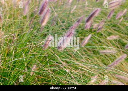 Pennisetum alopecuroides „Roter Kopf“, grüne Blätter, mit rosa roten Blüten in feinem Halt. Verwendet viel in Landschaftsgartenprojekten und Entwürfen für die p Stockfoto