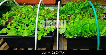 Salatblätter, die in Trögen auf einer erhöhten Außenanlage wachsen, mit Kunststoffreifbändern zum Abdecken mit Netzen. Verschiedene Sorten zum Schneiden von Jungen. Stockfoto