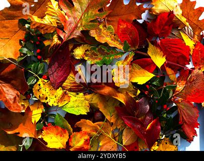 Blätter in ihren Herbstfarben/-Farben, darunter amerikanische Eiche, Buche, Erdbeere, Heidelbeere im Display Stockfoto