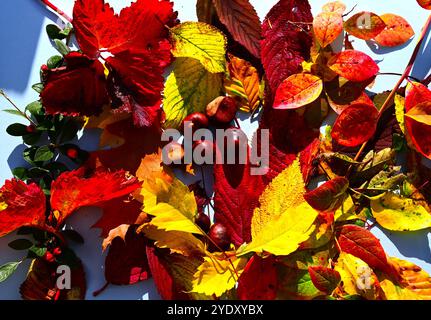 Blätter in ihren Herbstfarben/-Farben, darunter amerikanische Eiche, Buche, Erdbeere, Heidelbeere im Display Stockfoto