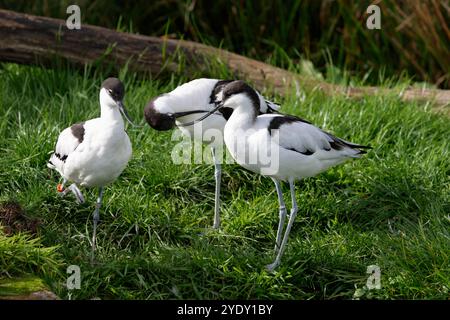 Avocet Recurvirostra avosetta Captive Arundel wwt Feuchtvogel schwarz-weißes Gefieder lange blaue Beine schwarz lange feine nach oben gezogene Schuft auf Grasgehege Stockfoto