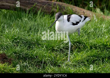 Avocet Recurvirostra avosetta Captive Arundel wwt Feuchtvogel schwarz-weißes Gefieder lange blaue Beine schwarz lange feine nach oben gezogene Schuft auf Grasgehege Stockfoto