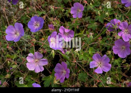 Beet aus blauviolettem Wiesenkranesbill in einem Garten (Geranium pratense L.) Stockfoto