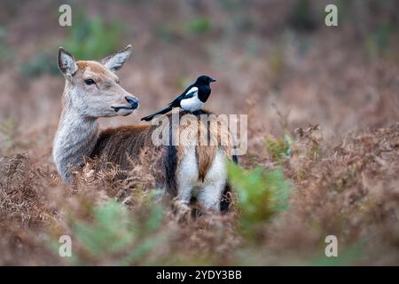 Red Deer Female mit Magpie hinten in Bushy Park, London, UK Stockfoto