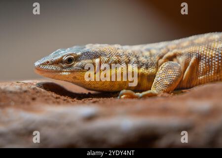 Der Stachelschwanz-Monitor oder der Kammschwanz-Monitor oder Ackies-Zwergmonitor ist eine australische Echsenart, die zur Gattung der Warane gehört. Stockfoto