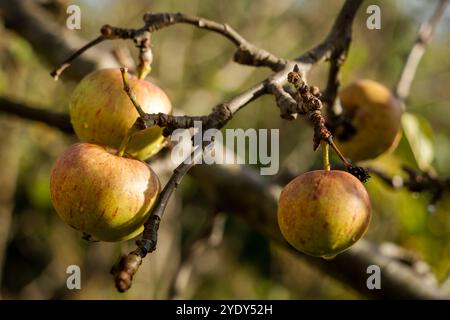 Äpfel auf dem Baum in einem Obstgarten Herbst oder Herbst. Saisonales Konzept, herbstliches Obst, Gartenarbeit, Kleingartenanlage, Apfelsorte Stockfoto