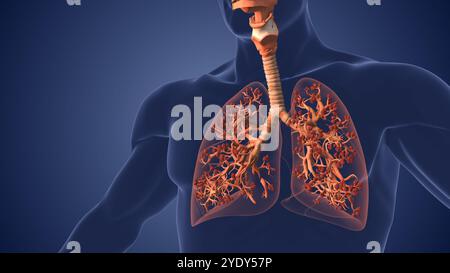 Alveolen in der Lunge, die Atmung und Oxygenierung erleichtern Stockfoto