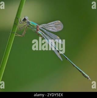 Smaragd Damselfly (Lestes sponsa), Erwachsener auf einem Grasstamm, Welney WWT Reserve, Norfolk, Großbritannien. Stockfoto