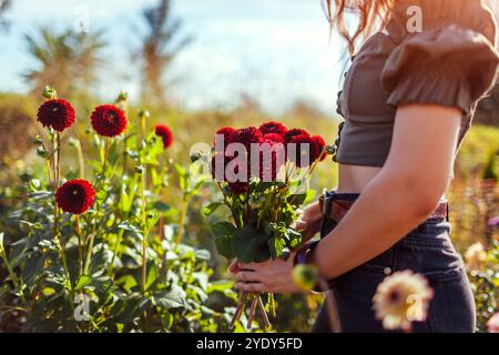 Frau pflückt rote Dahlienblumen im Herbstgarten. Gärtner mit einem Blumenstrauß aus Burgunderblüten bei Sonnenuntergang Stockfoto