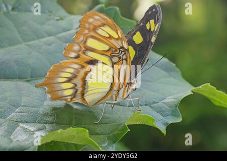 Malachit-Schmetterling, (Siproeta stelenes) auf einem Blatt mit teilweise offenen Flügeln, in Gefangenschaft gezüchtet. Stockfoto