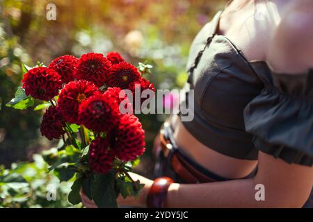 Gärtner mit einem Blumenstrauß aus burgunderroten Dahlienblüten. Nahaufnahme. Frau pflückt rote Pompon Dahlien Blumen. Draufsicht Stockfoto