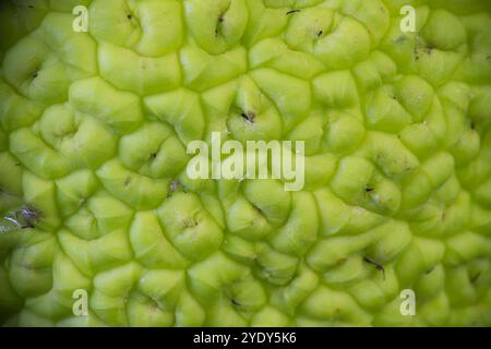 Eine Nahaufnahme eines rauen, hirnähnlichen Textes auf der Haut einer Osage-Orange. Stockfoto