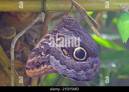 Rieseneule Schmetterling (Caligo memnon) hängt kopfüber hängend, in Gefangenschaft gezüchtet. Stockfoto