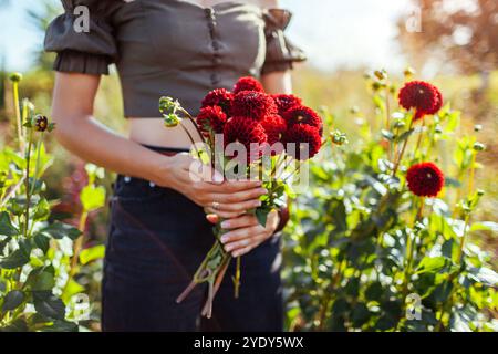 Gärtnerin pflückt rote Pompon Dahlien im Herbstgarten draußen. Nahaufnahme des Blumenstraußes aus Burgunderblüten Stockfoto