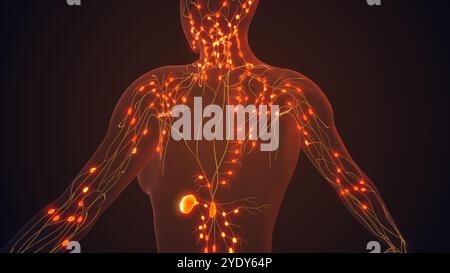 Lymphsystem zur Verwaltung von Knoten und Flüssigkeitszirkulation Stockfoto