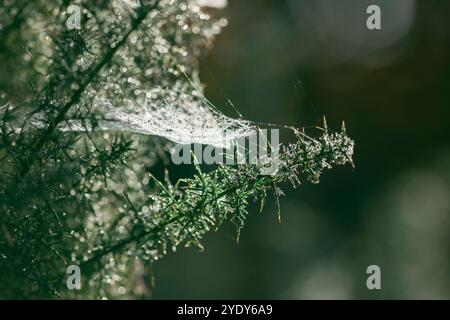 Tautropfen auf komplizierten Spinnennetze zwischen grünen Kiefernästen. Herbstlich feuchter Morgennebel beleuchtet durch Sonnenlicht Stockfoto