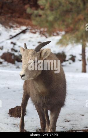 Weibliche Dickhornschafe in einem Wildpark Stockfoto