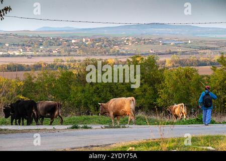 Strandja Bergland Bulgarien 28. Oktober 2024: Hirte geht von der Weide nach Hause seine Milchkühe, kleine Kuhherden sind Teil des Dorflebens in den Bergen Clifford Norton Alamy Live News Stockfoto